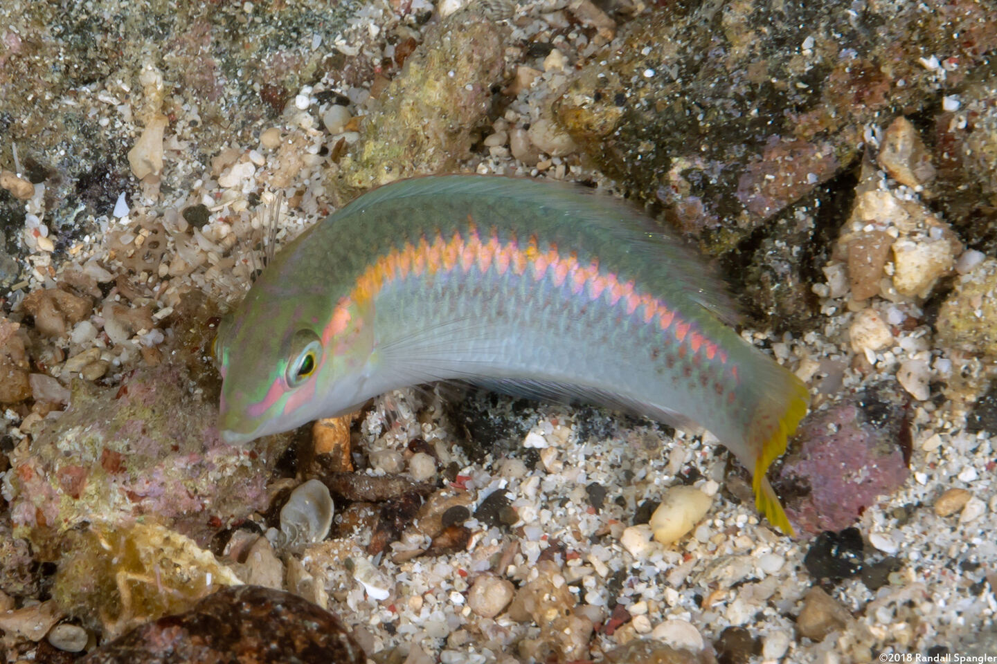 Halichoeres scapularis (Zigzag Wrasse)
