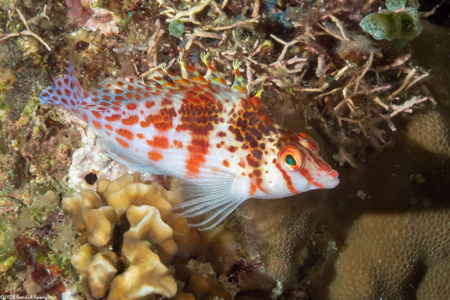 Cirrhitichthys falco (Dwarf Hawkfish)