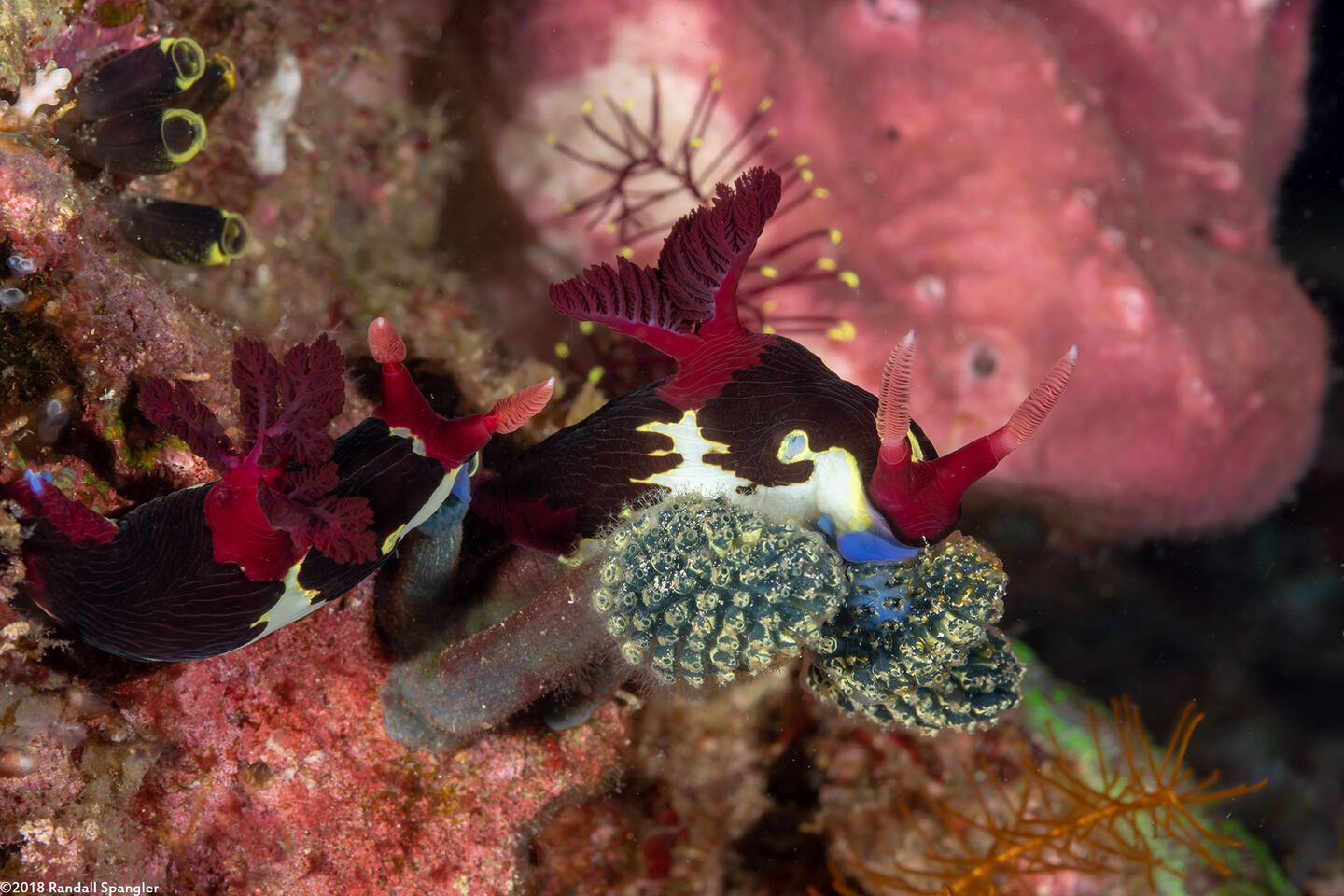 Nembrotha chamberlaini (Chamberlain's Nembrotha); Eating Nephtheis fascicularis tunicates