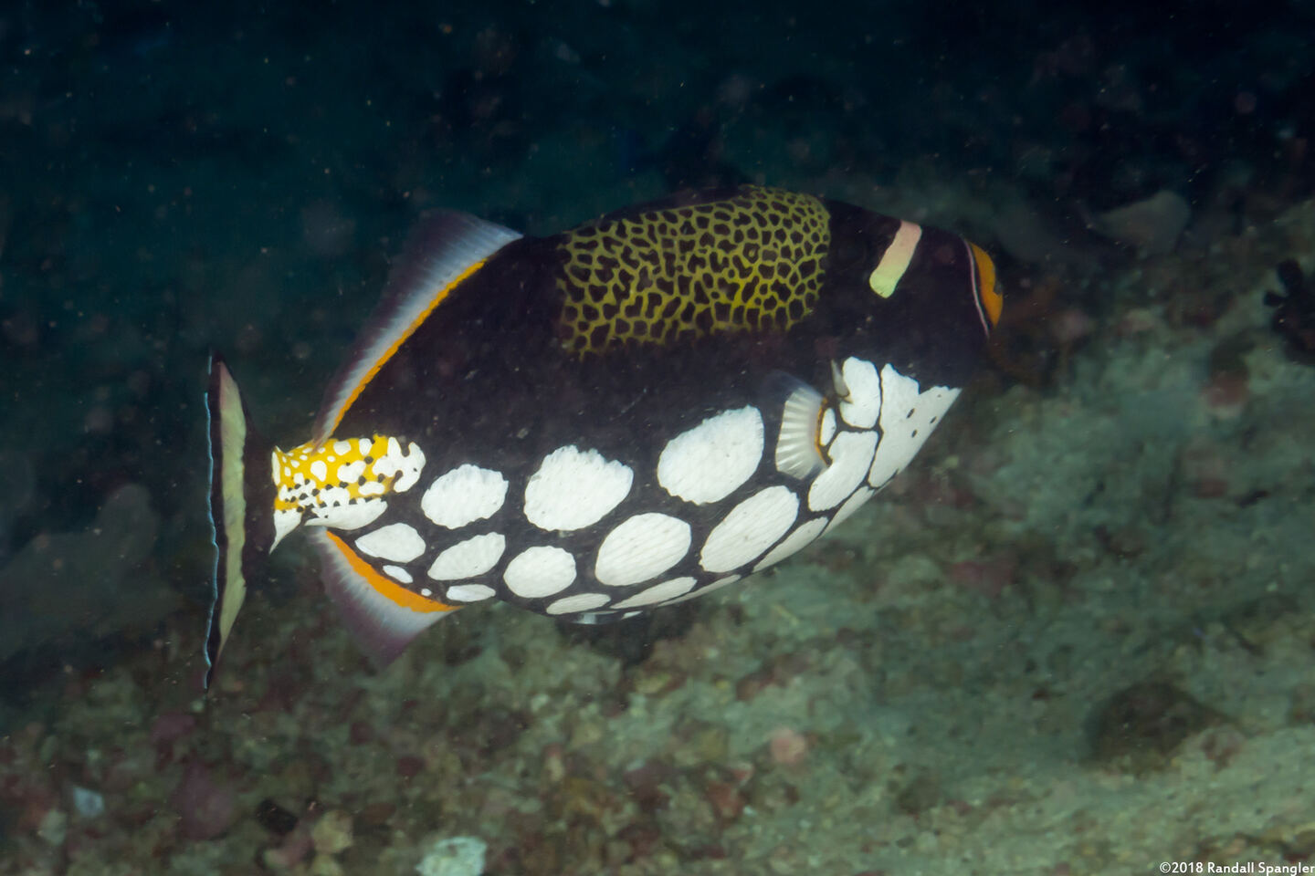 Balistoides conspicillum (Clown Triggerfish)
