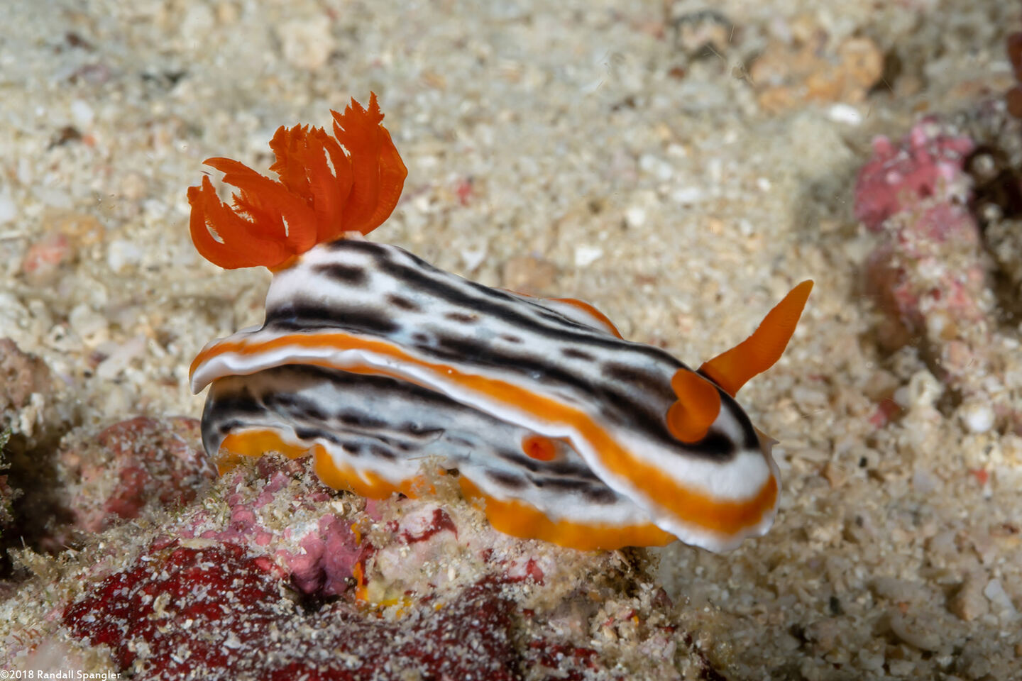 Chromodoris magnifica (Magnificent Chromodoris)