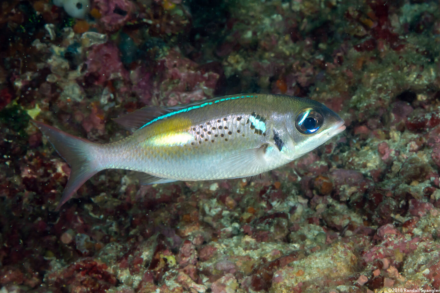 Scolopsis xenochrous (Pearl-Streaked Monocle Bream)