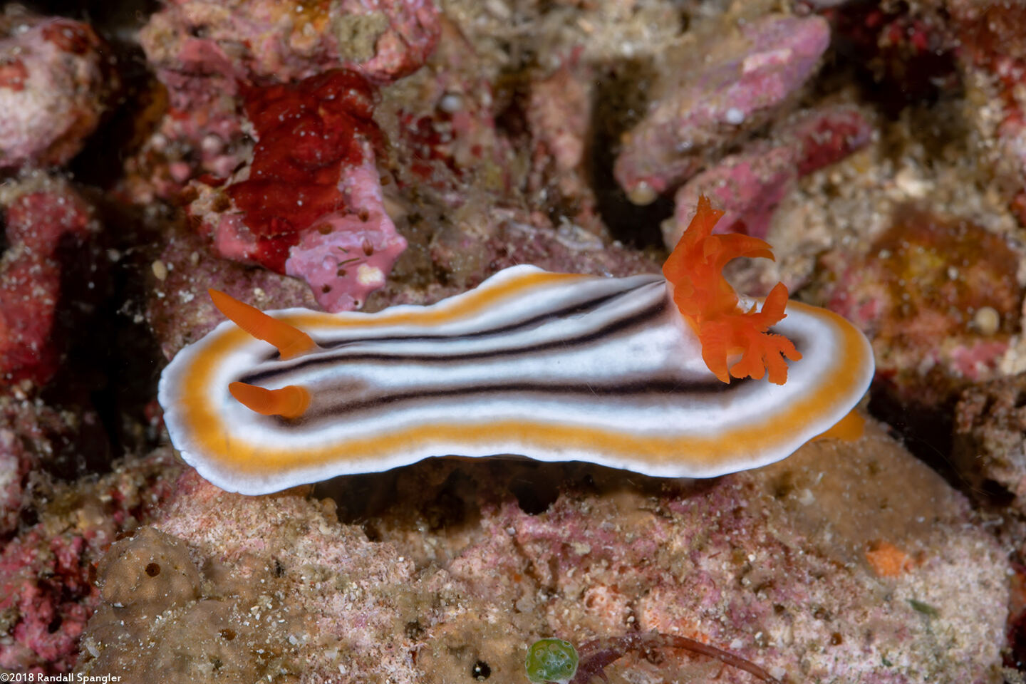 Chromodoris magnifica (Magnificent Chromodoris)
