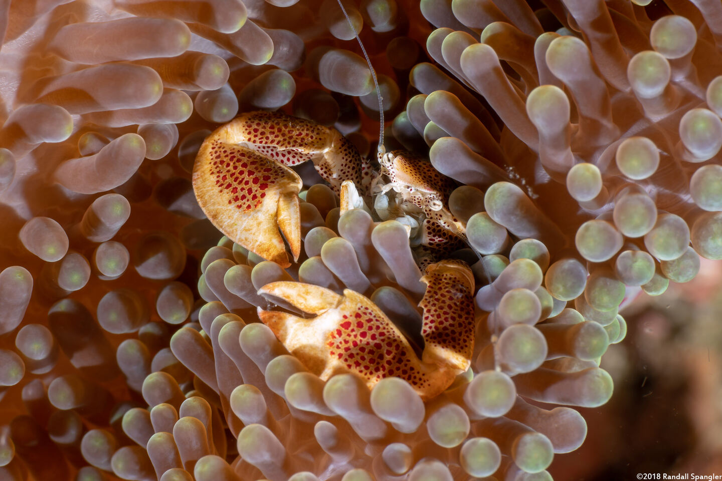 Neopetrolisthes maculatus (Spotted Porcelain Crab)
