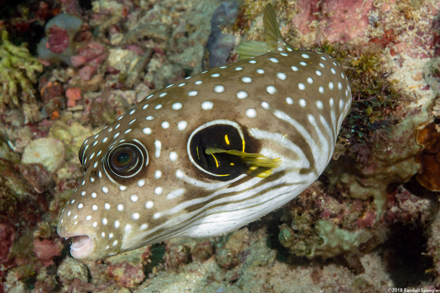 Arothron hispidus (White-Spotted Puffer)