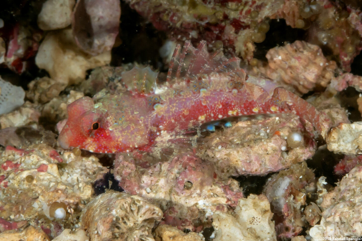 Synchiropus bartelsi (Bartels' Dragonet)