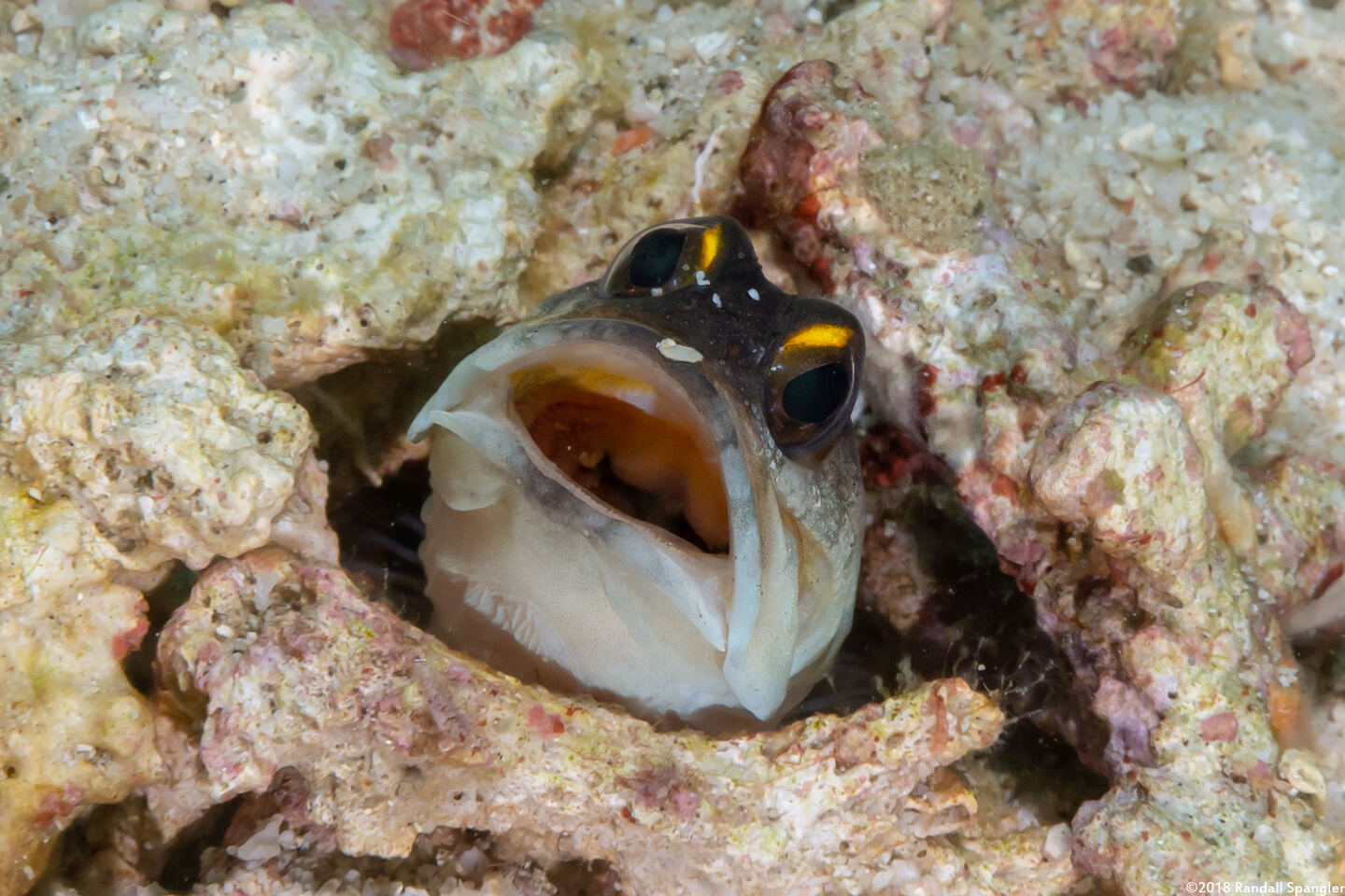 Opistognathus randalli (Yellowbarred Jawfish)