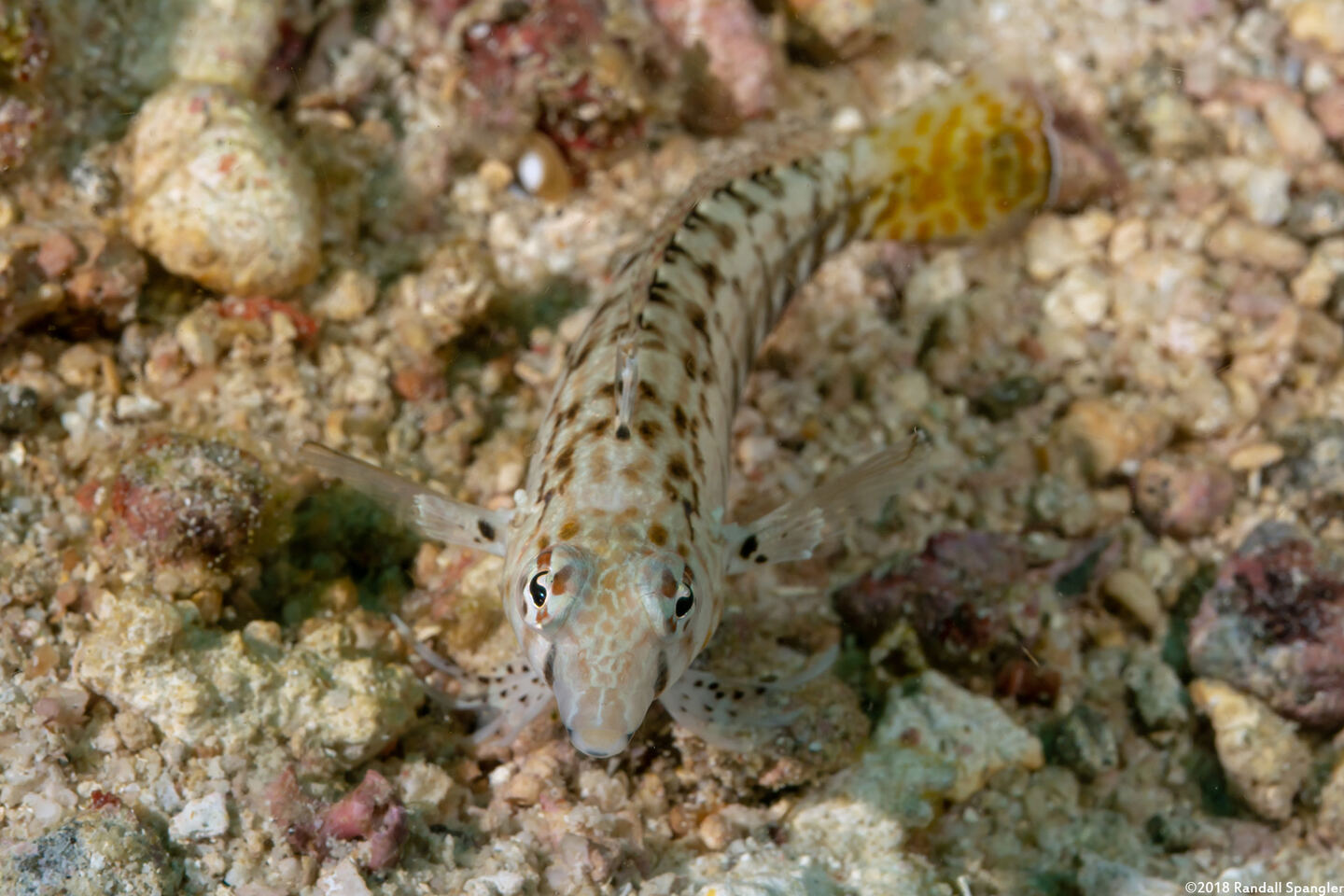Parapercis cylindrica (Sharpnose Sandperch)