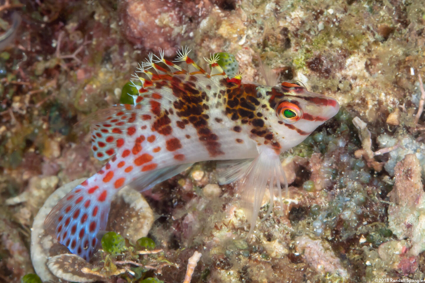 Cirrhitichthys falco (Dwarf Hawkfish)