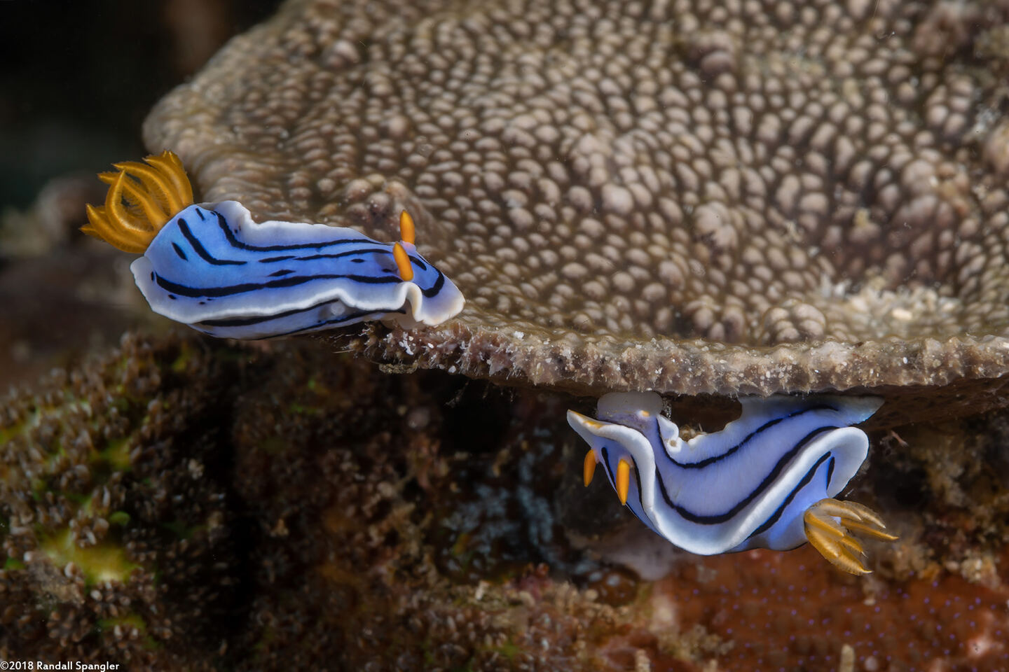 Chromodoris lochi (Loch's Chromodoris)
