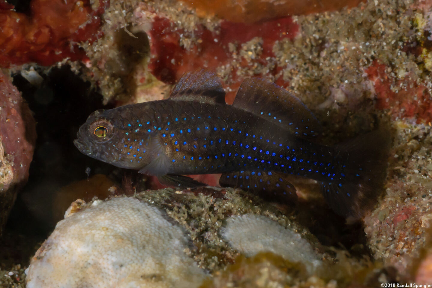 Asterropteryx striata (Striped Goby)
