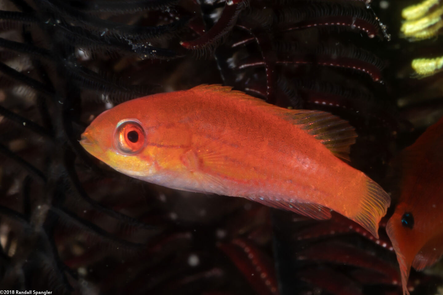 Paracheilinus carpenteri (Carpenter's Flasher)