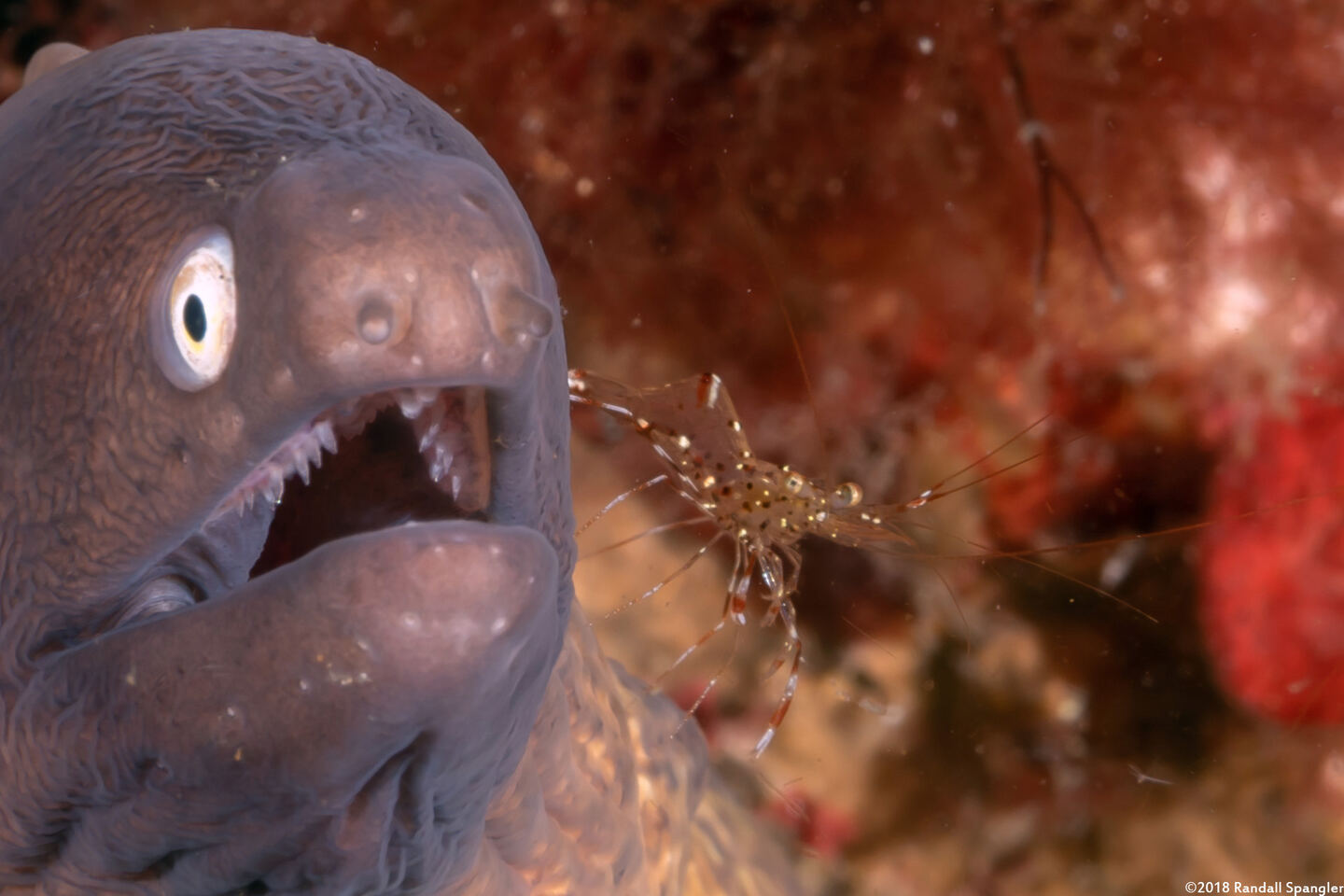Urocaridella antonbruunii (Clear Cleaner Shrimp)