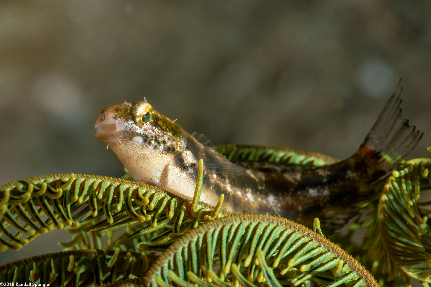 Petroscirtes variabilis (Variable Fangblenny)