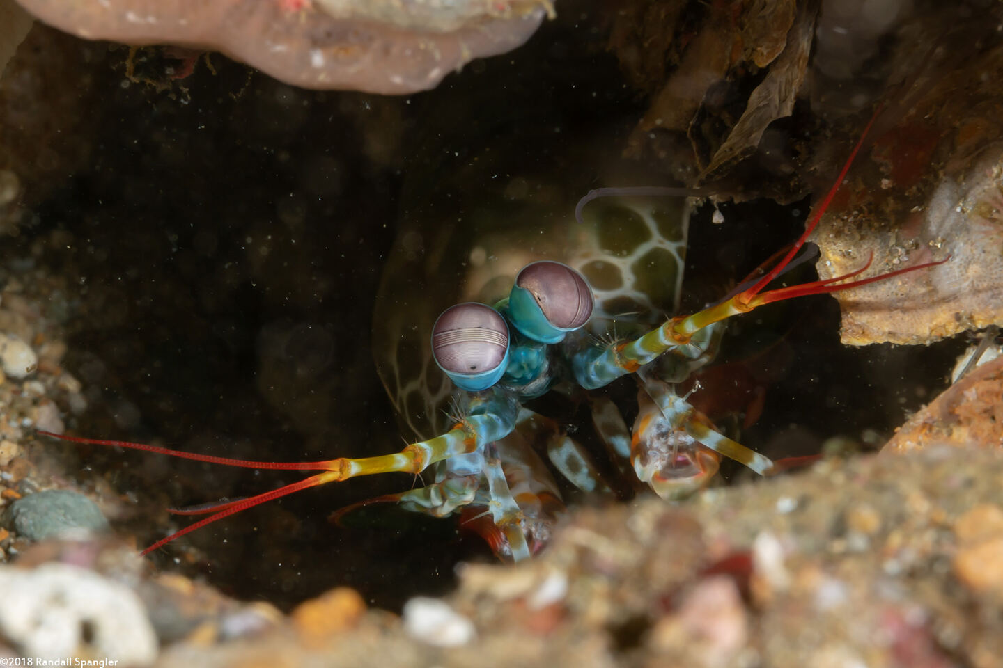 Odontodactylus scyllarus (Peacock Mantis Shrimp)