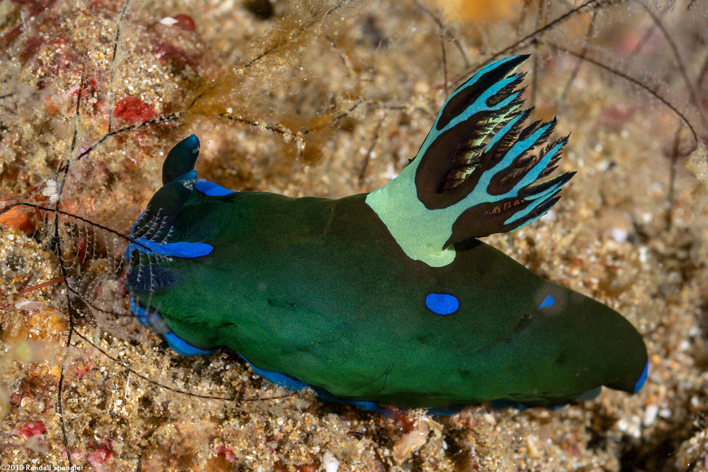 Tambja morosa (Gloomy Nudibranch)