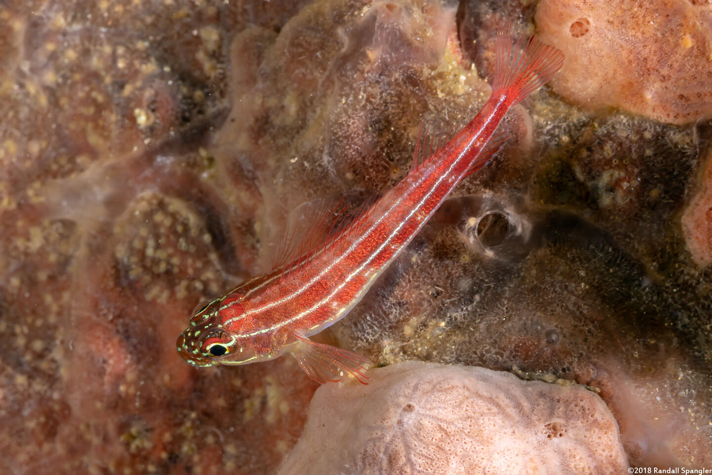 Helcogramma striata (Striped Triplefin)