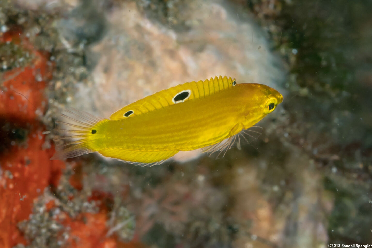Halichoeres chrysus (Canary Wrasse)