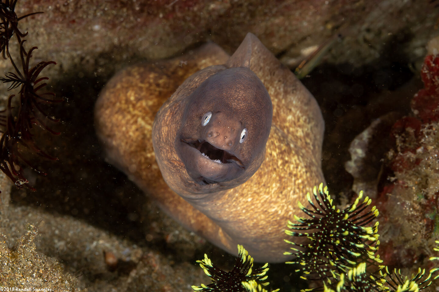 Gymnothorax thyrsoideus (White-Eyed Moray)