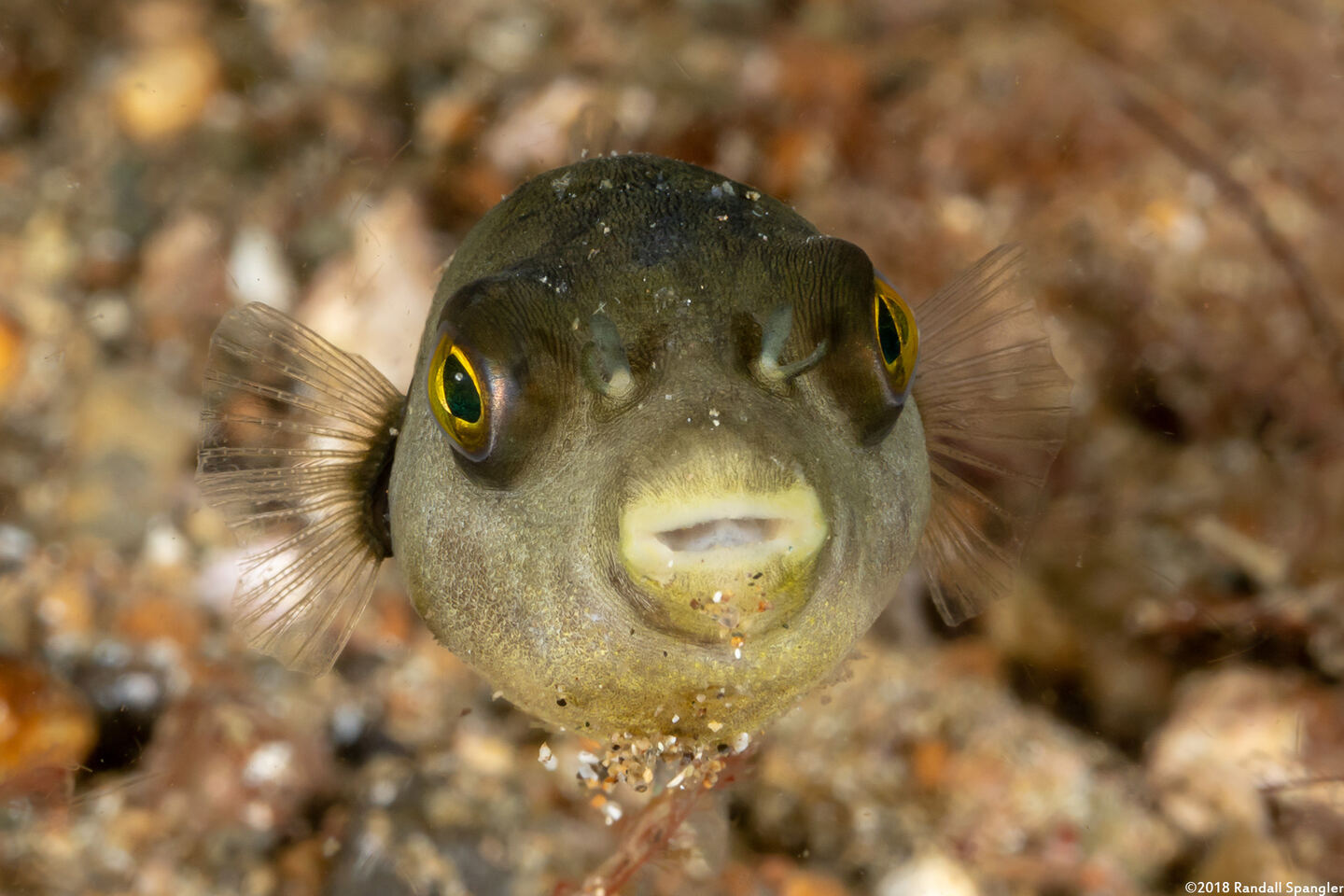 Arothron immaculatus (Immaculate Puffer)