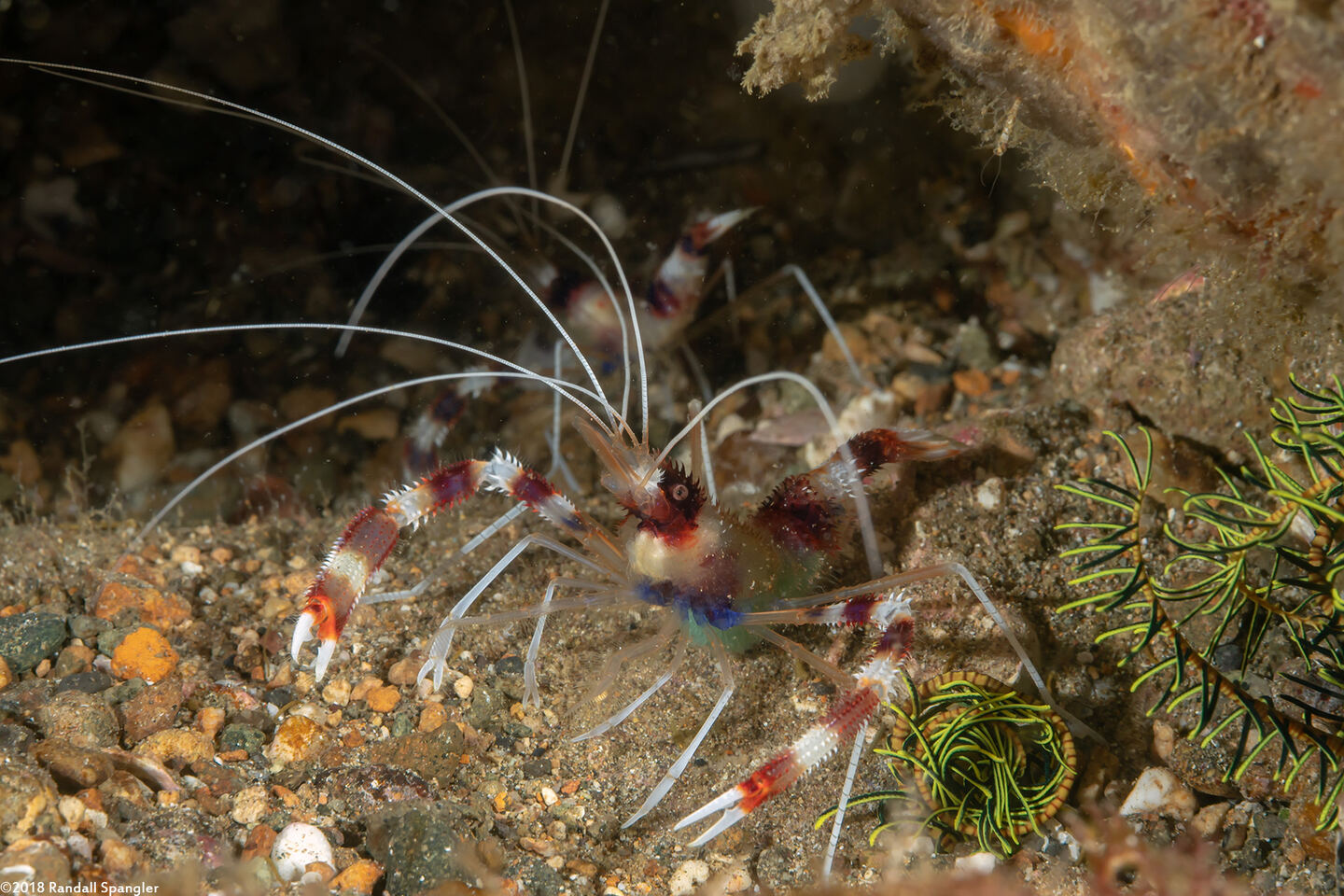 Stenopus hispidus (Banded Coral Shrimp)