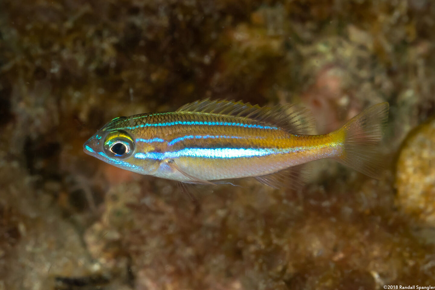 Scolopsis xenochrous (Pearl-Streaked Monocle Bream)