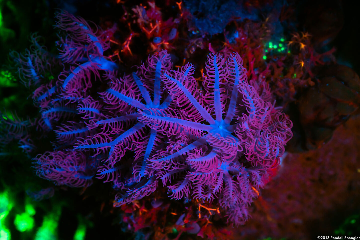 Clavularia sp.1 (Clavularia sp.1)