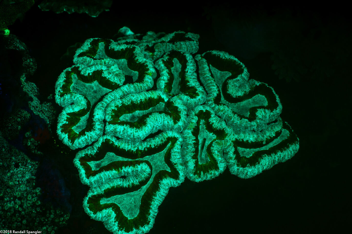 Lobophyllia hemprichii (Lobed Brain Coral)