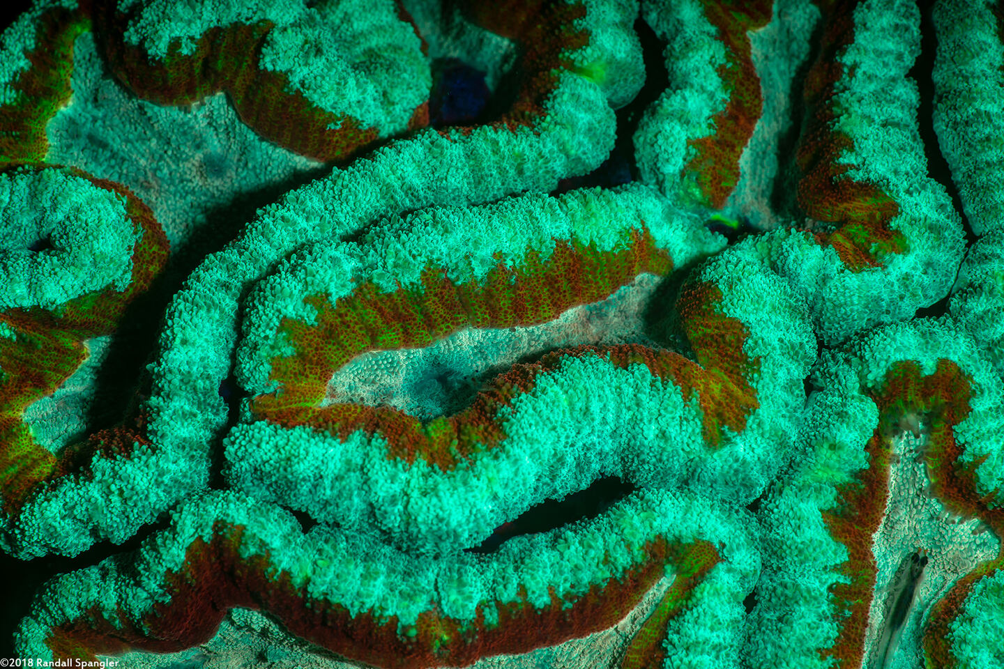 Lobophyllia hemprichii (Lobed Brain Coral)