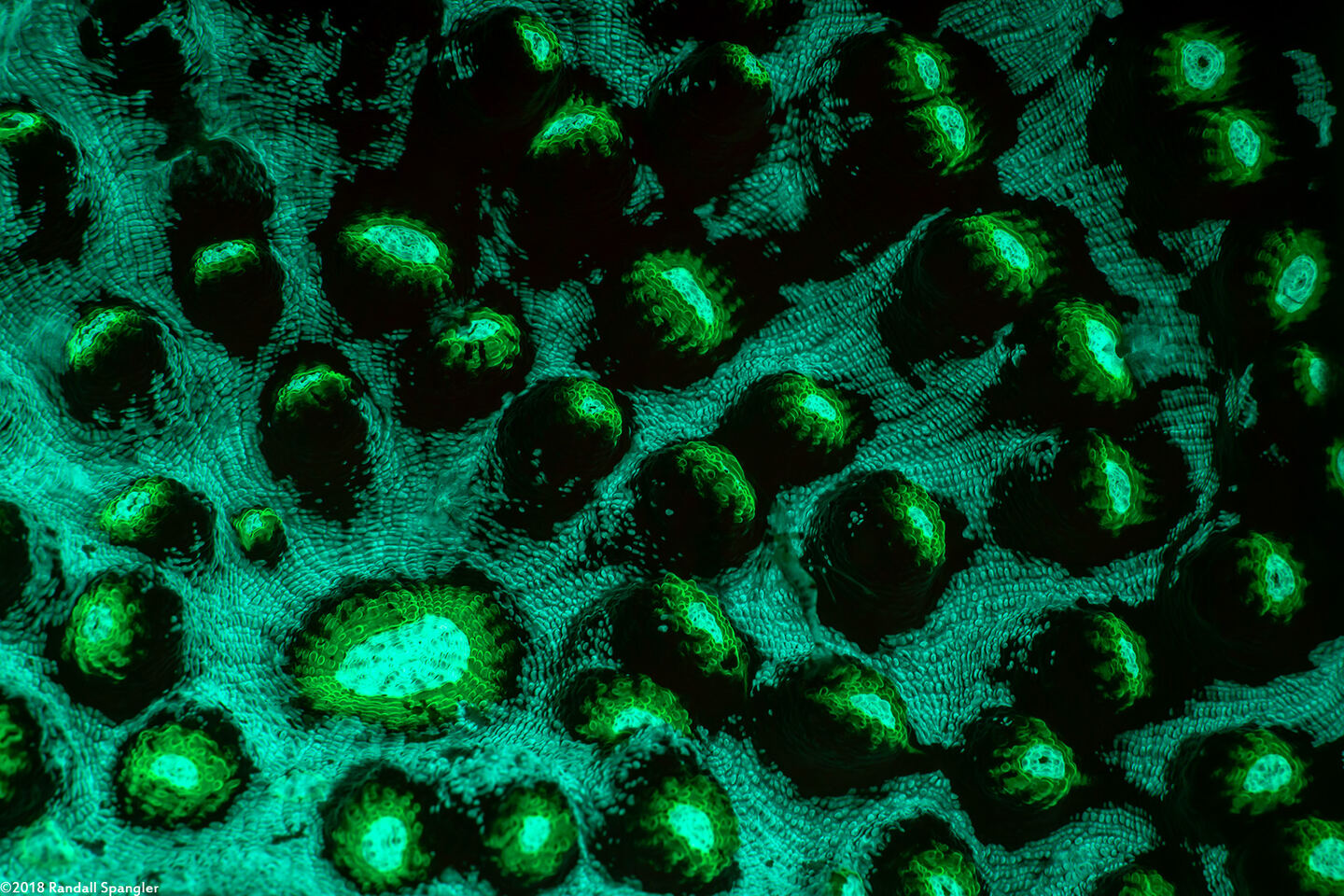 Mycedium elephantotus (Green Eyed Cup Coral)