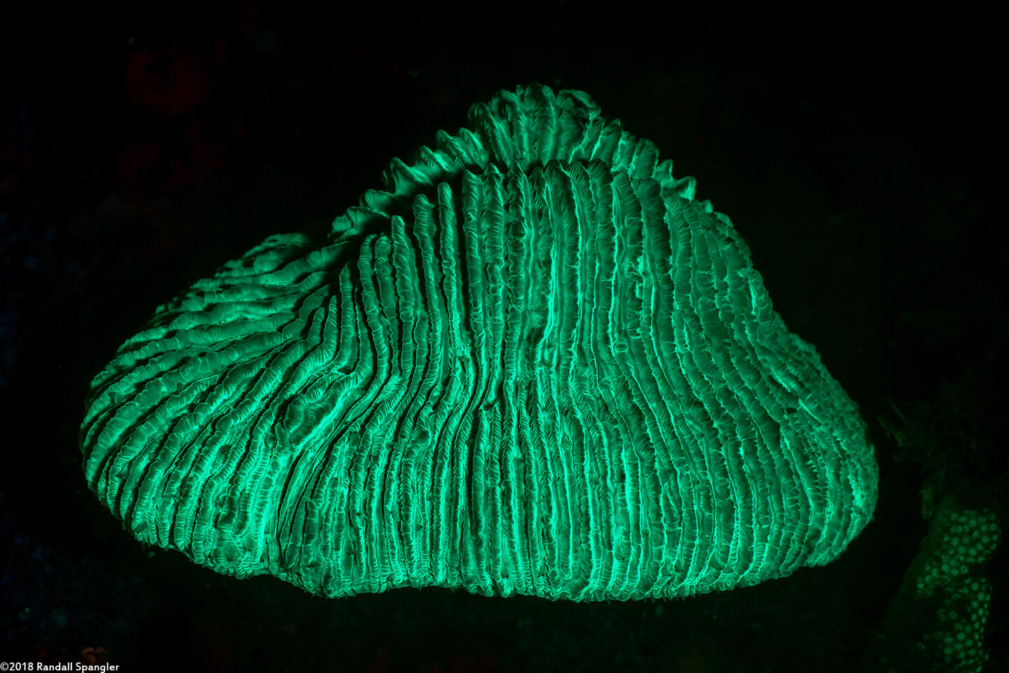 Cycloseris somervillei (Fungia Somervillei)