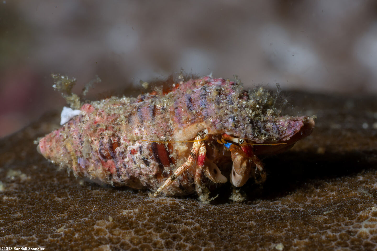 Calcinus pulcher (Beautiful Hermit Crab)