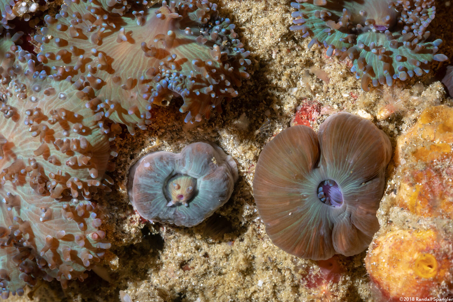 Discosoma sp.2 (Discosoma sp.2)