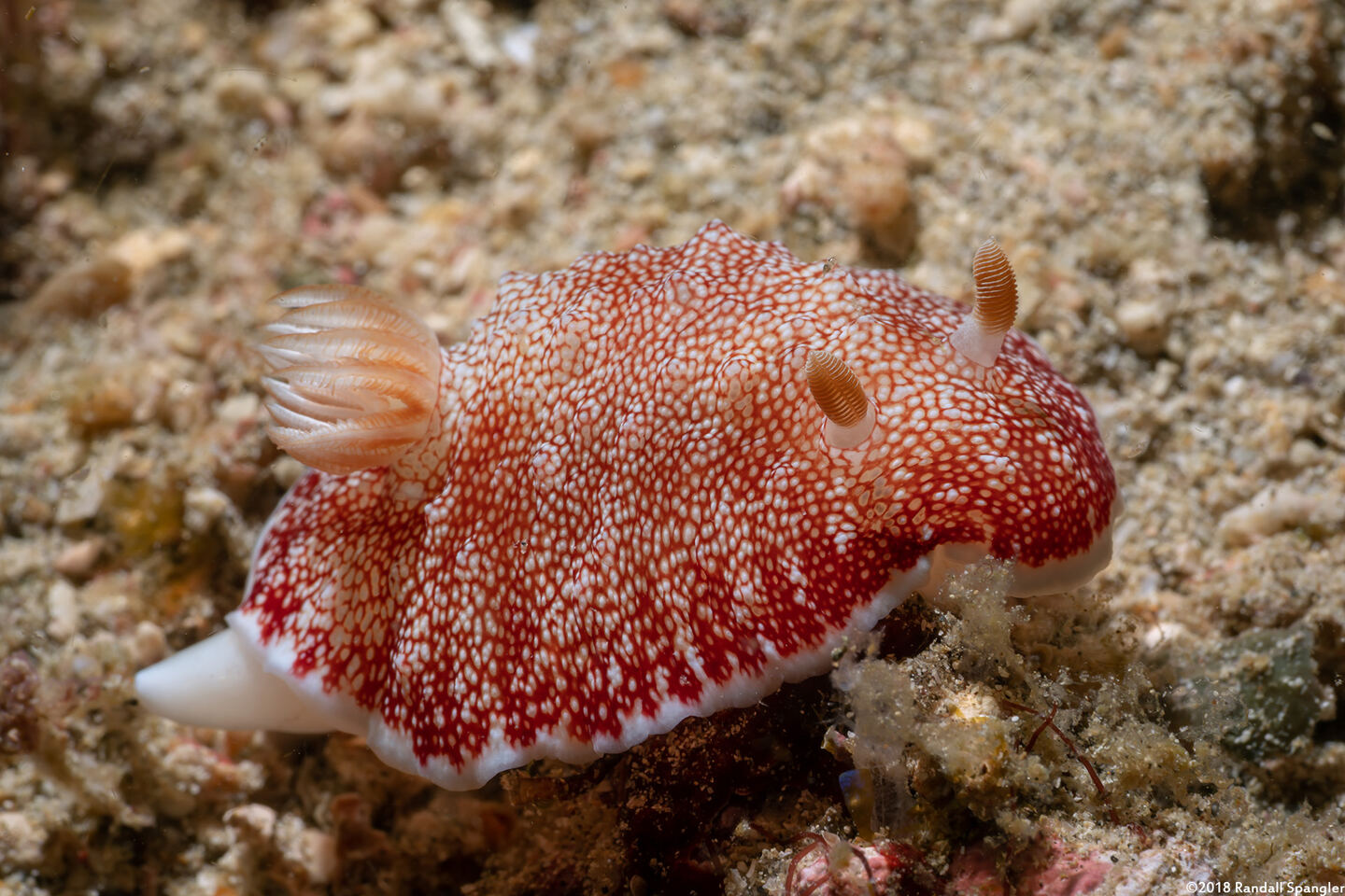 Chromodoris reticulata (Reticulated Chromodoris)
