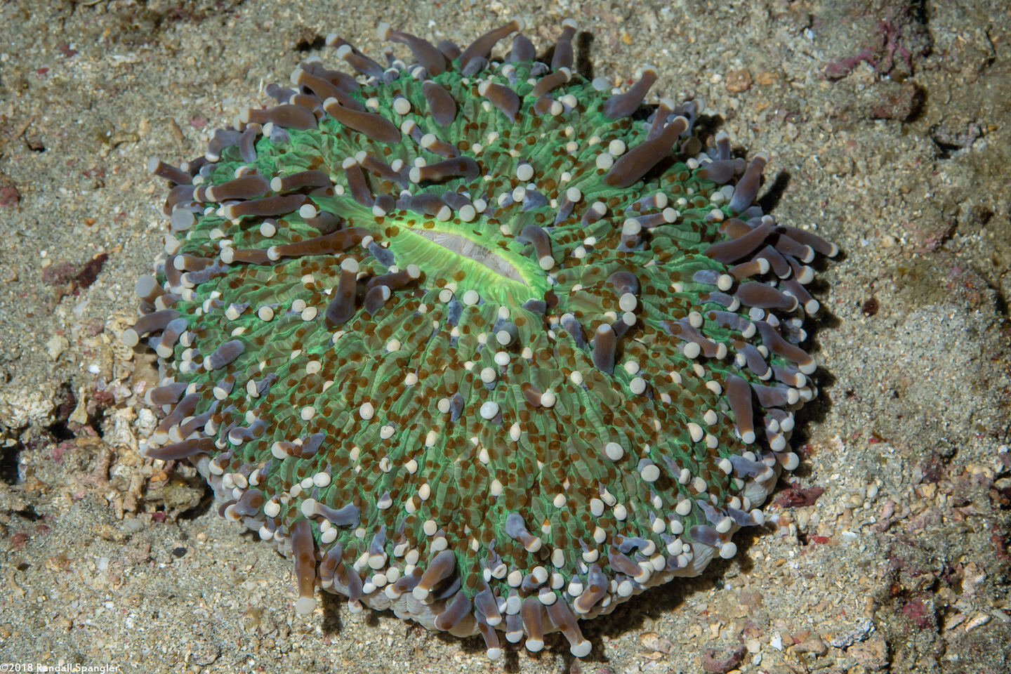 Heliofungia actiniformis (Heliofungia Actiniformis)