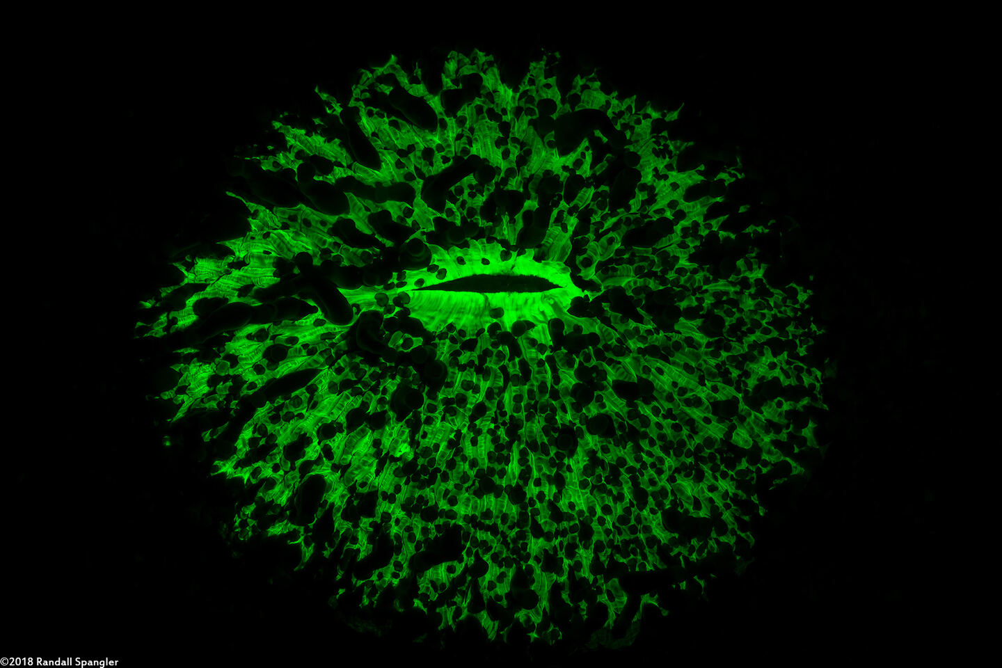 Heliofungia actiniformis (Heliofungia Actiniformis)