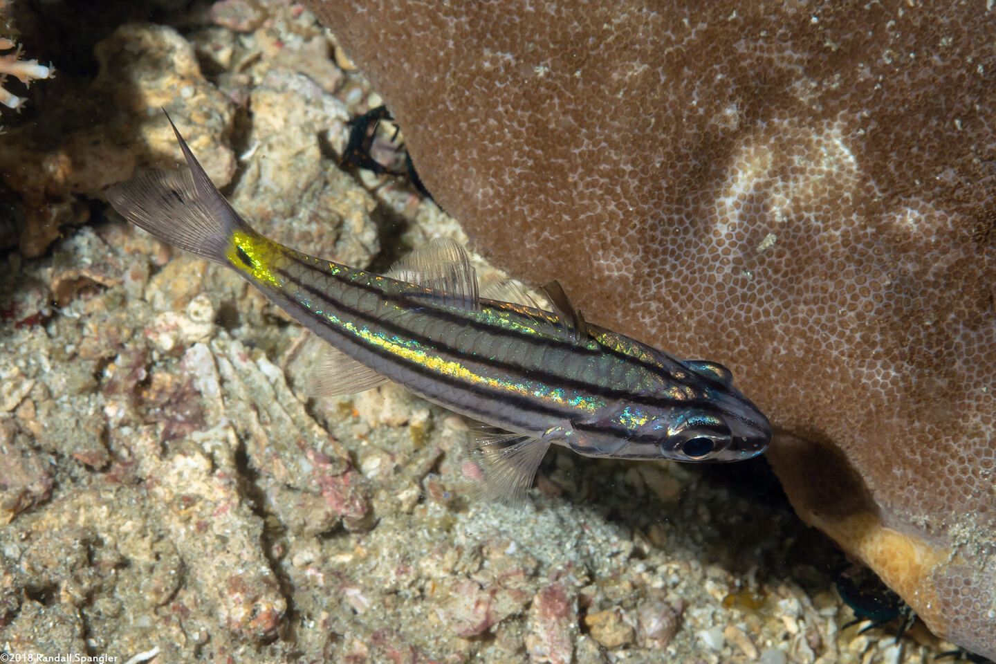 Cheilodipterus quinquelineatus (Fivelined Cardinalfish)