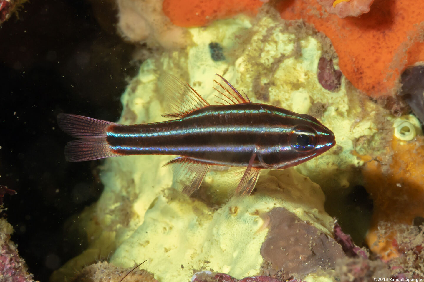 Ostorhinchus nigrofasciatus (Blackstripe Cardinalfish)