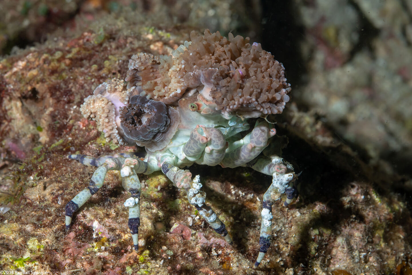 Cyclocoeloma tuberculatum (Corallimorph Decorator Crab)