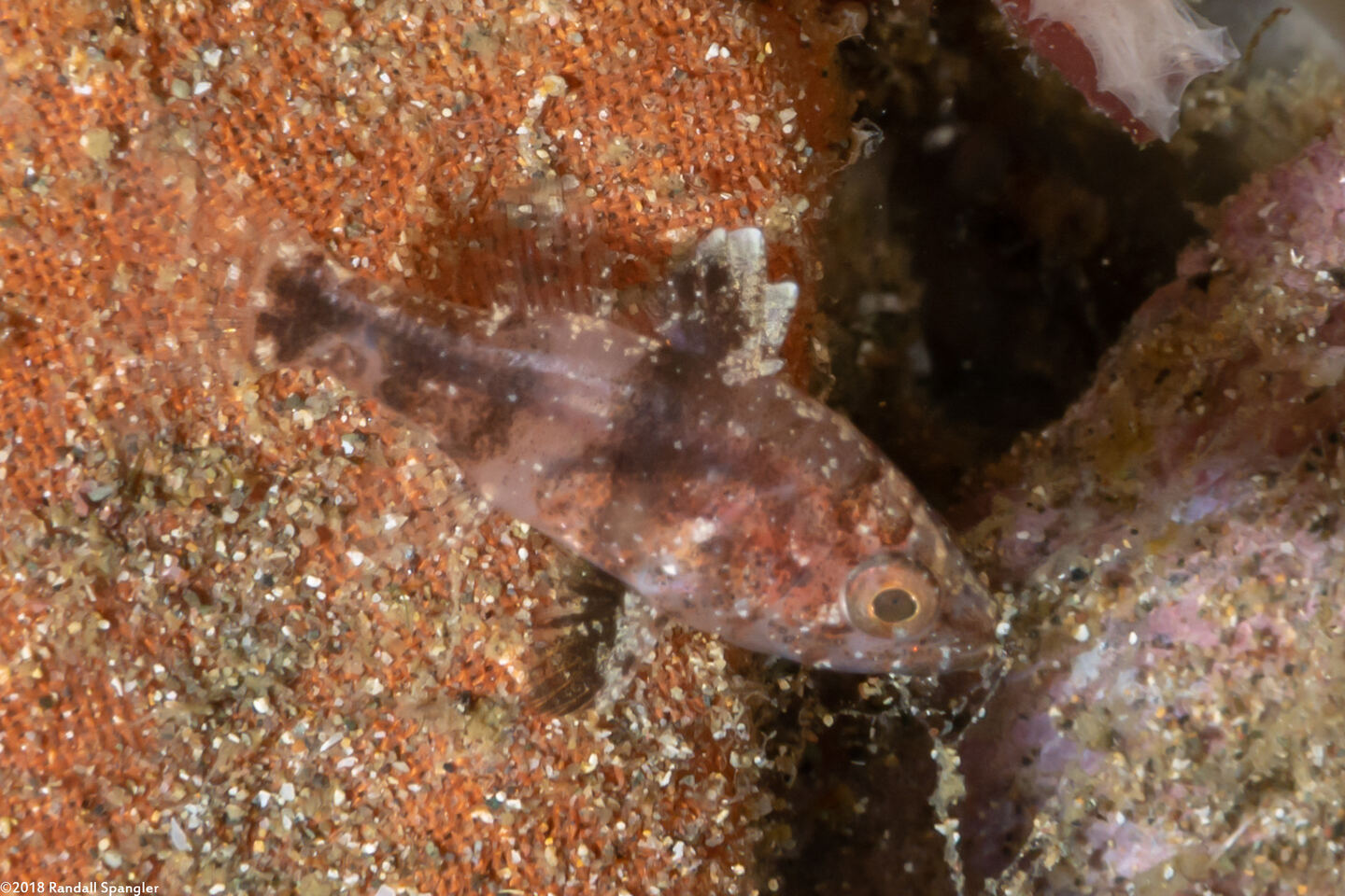 Foa fo (Weedy Cardinalfish)