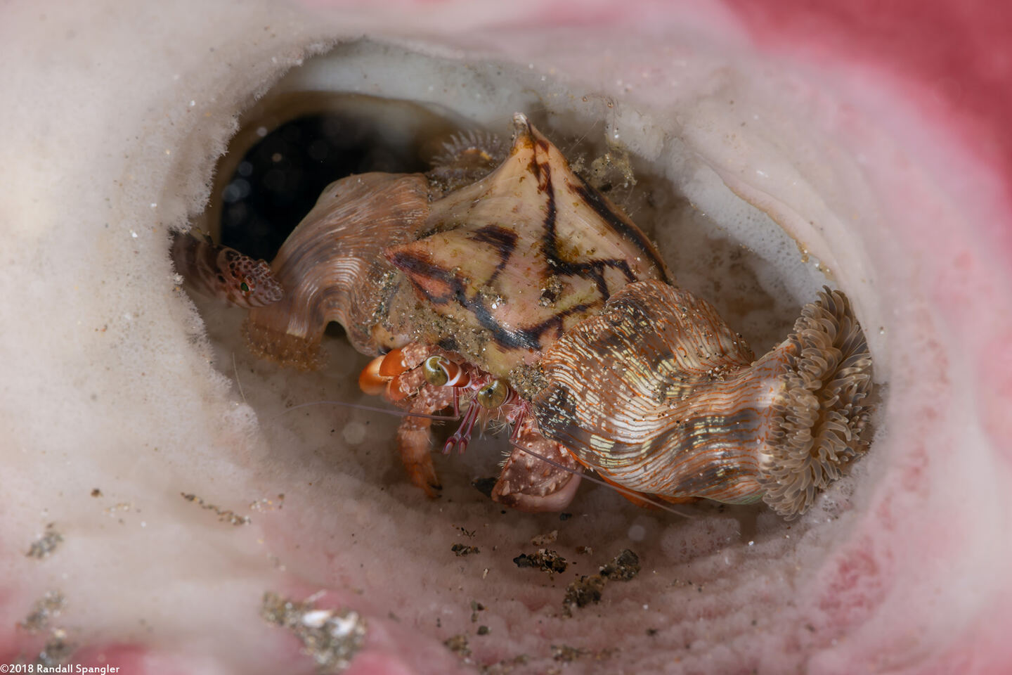 Dardanus pedunculatus (Anemone Hermit Crab)