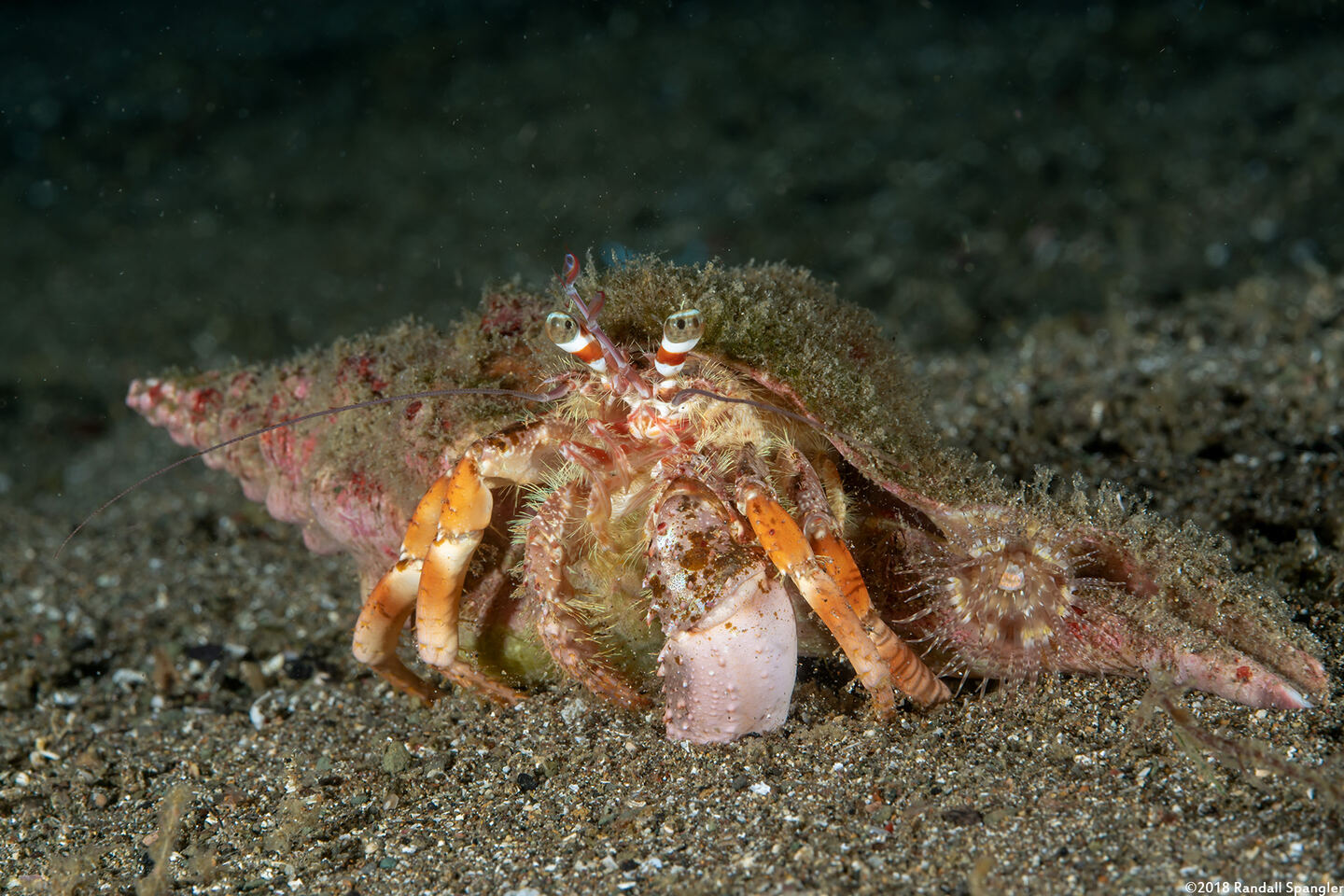 Dardanus pedunculatus (Anemone Hermit Crab)