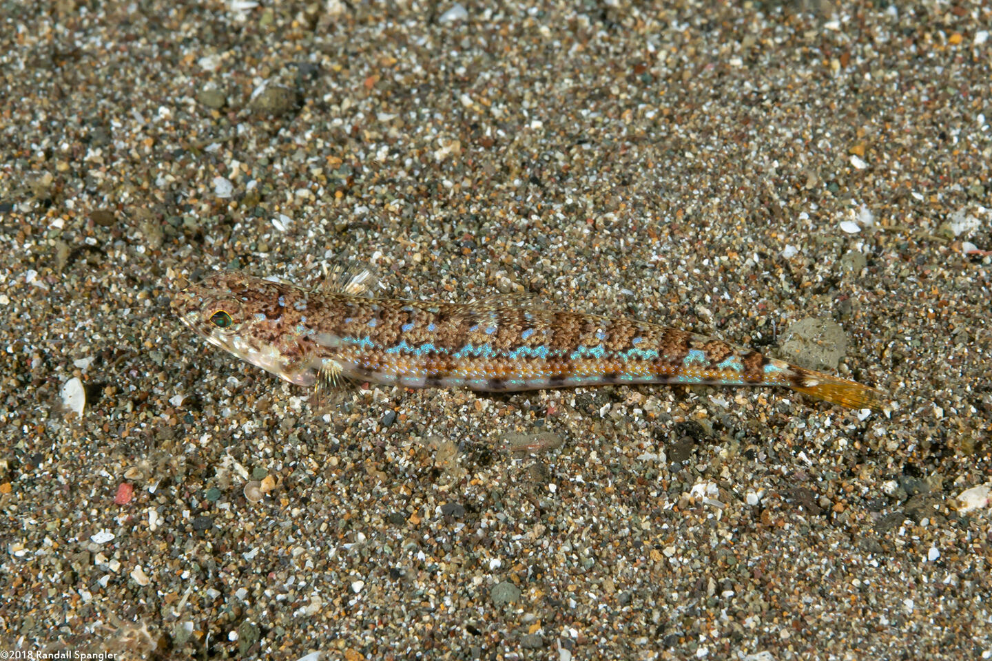 Synodus dermatogenys (Clearfin Lizardfish)