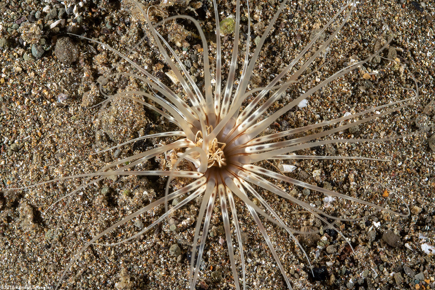 Cerianthus sp.4 (Cerianthus sp.4)