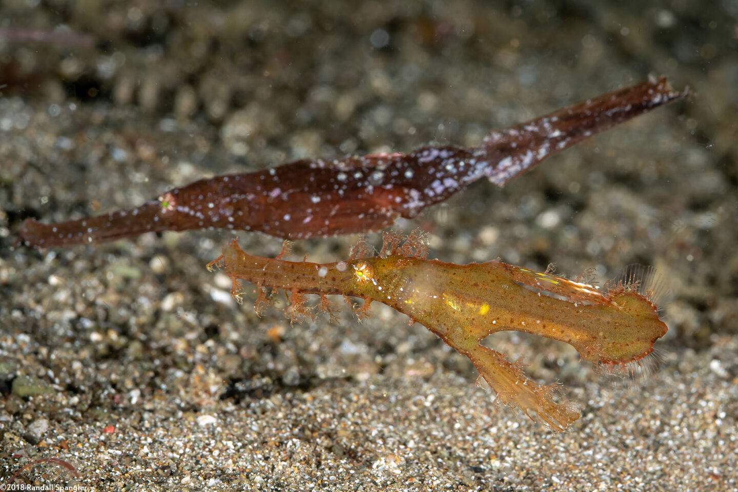 Solenostomus cyanopterus (Robust Ghost Pipefish)