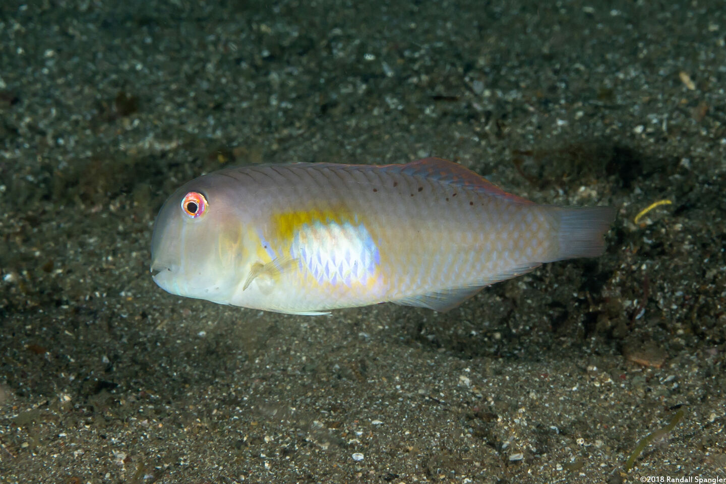 Iniistius melanopus (Finspot Razorfish)