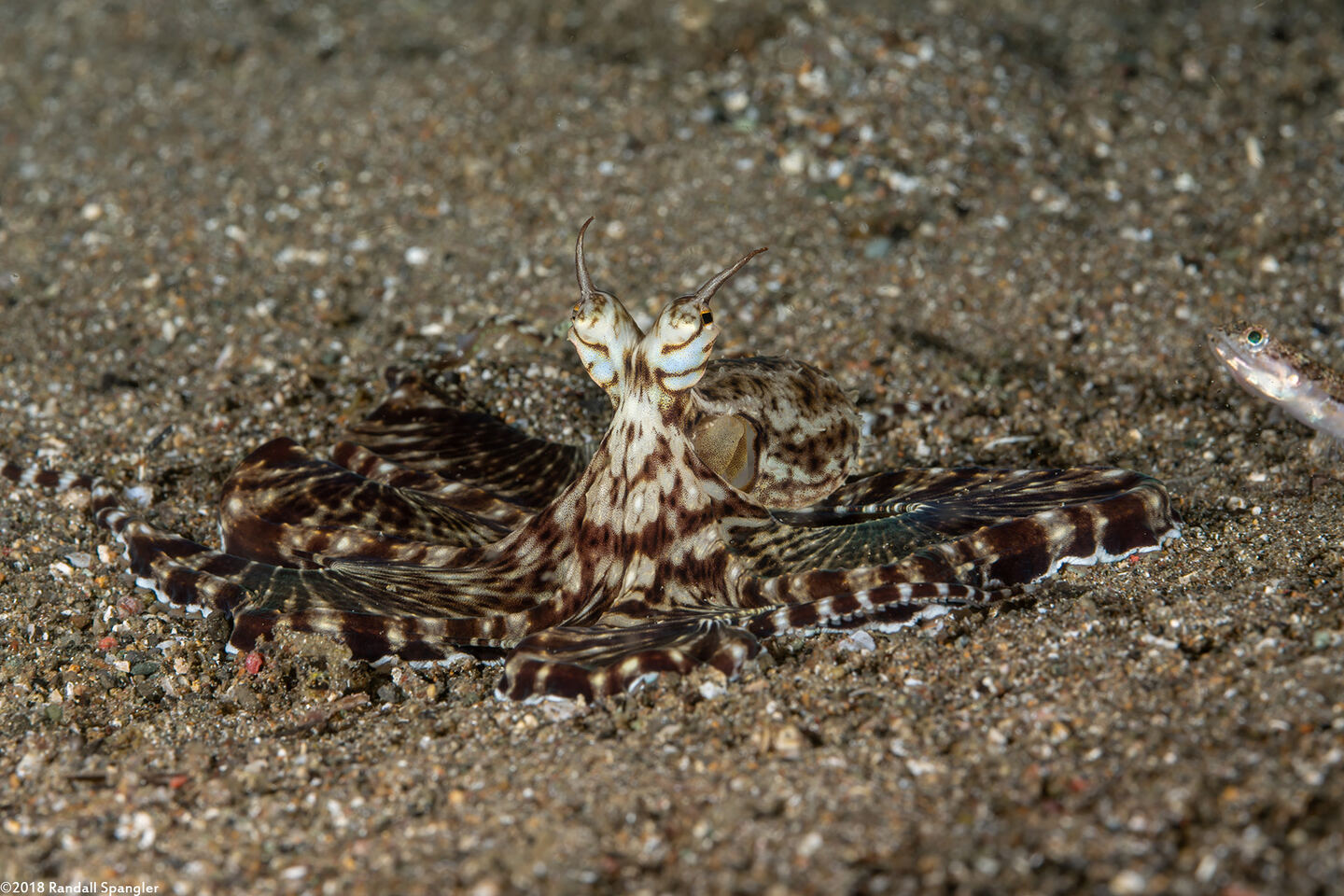 Thaumoctopus mimicus (Mimic Octopus)