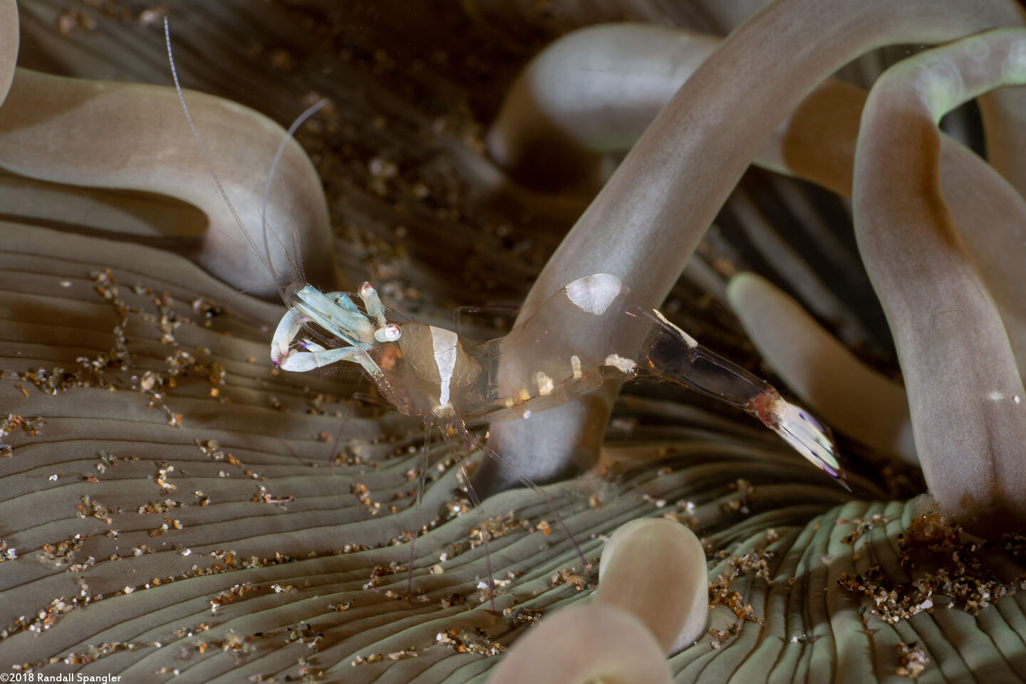 Ancylomenes magnificus (Magnificent Anemone Shrimp)