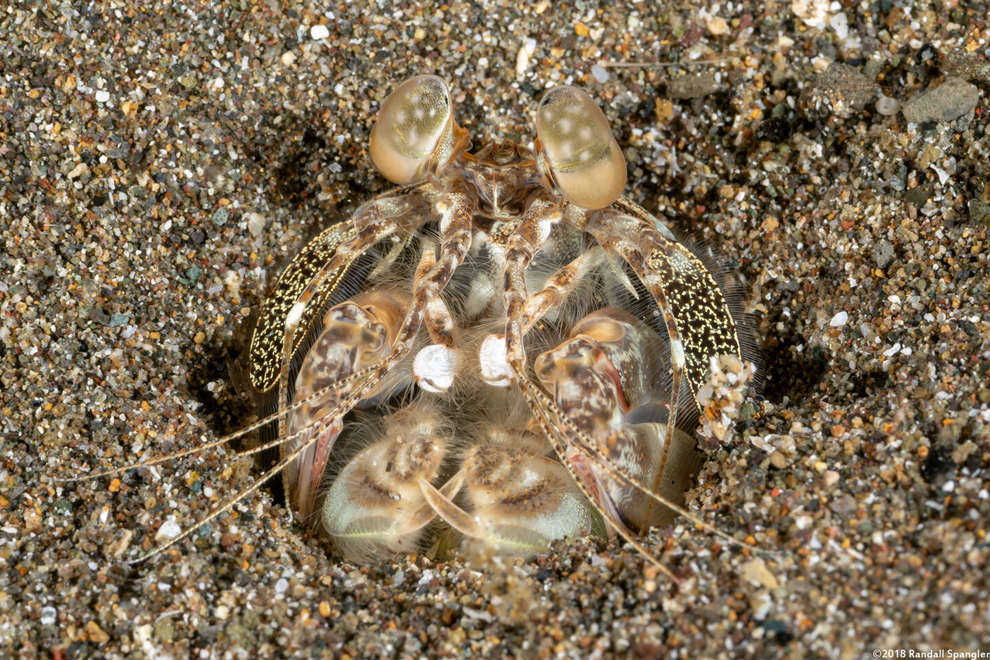 Lysiosquilla maculata (Tiger Mantis)