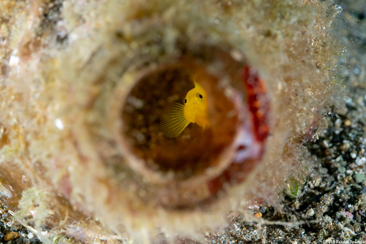 Lubricogobius exiguus (Ornate Goby)